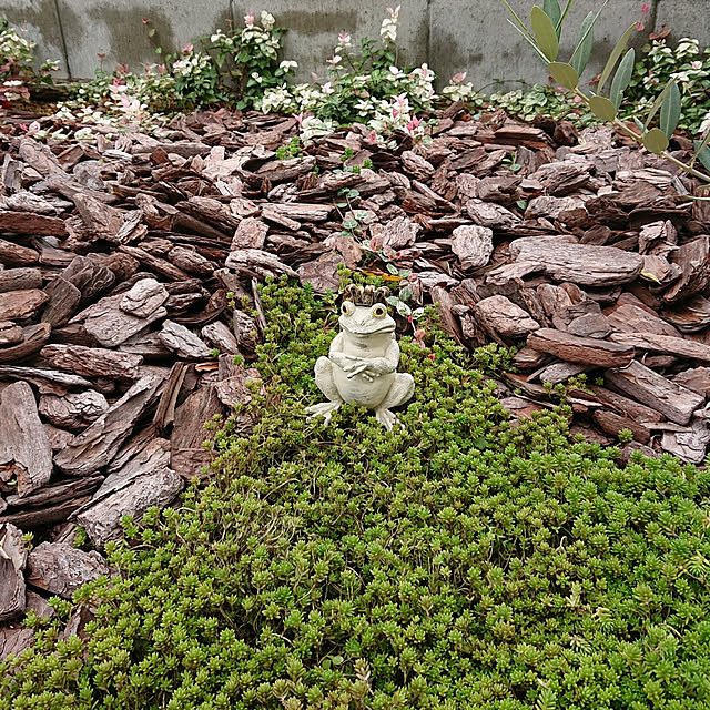 puchiさんの実例写真
