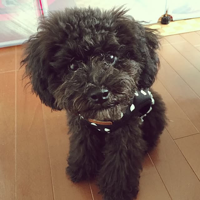 gousetsuさんの実例写真