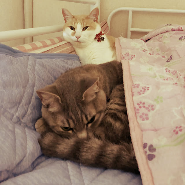 naworinさんの実例写真