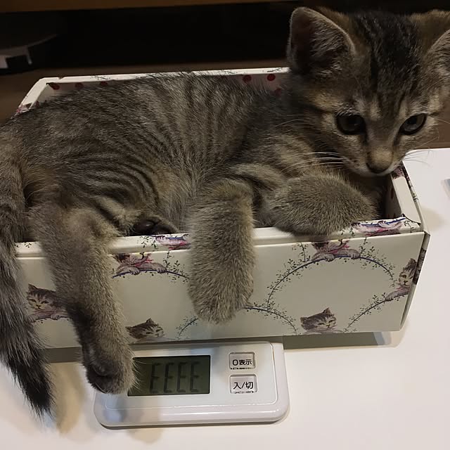 mikomaruさんの実例写真