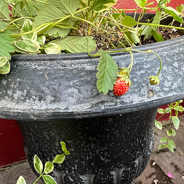 AYUKOさんの実例写真