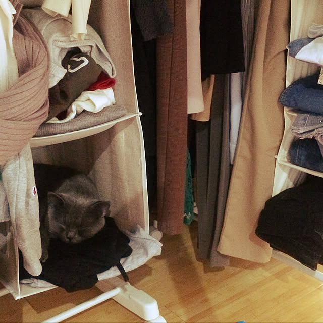 ベッド周り/猫のインテリア実例 - 2018-11-25 13:38:42