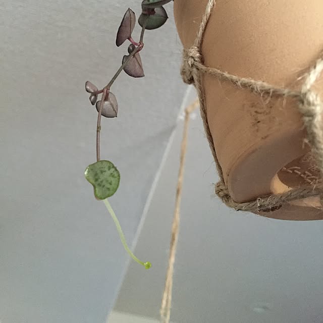 SAKURAさんの実例写真