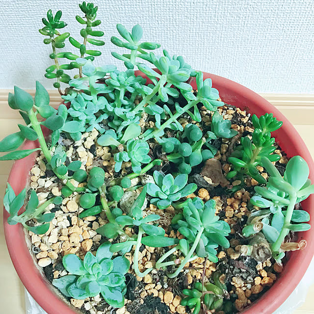 yukariさんの実例写真
