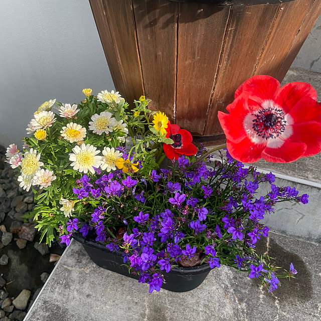 acoさんの実例写真