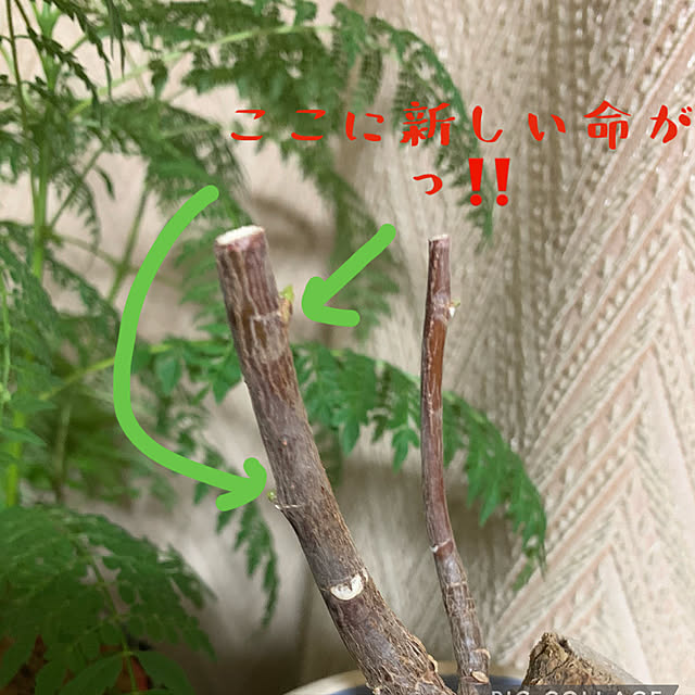 JUNさんの実例写真