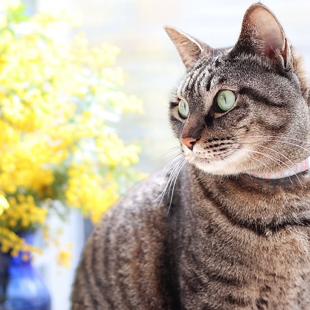 nyanta.koume.kannaさんの部屋