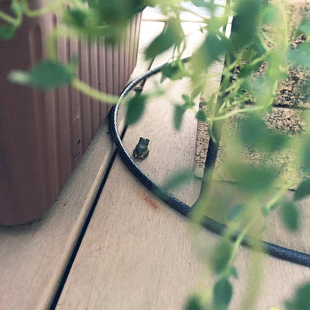 pさんの実例写真