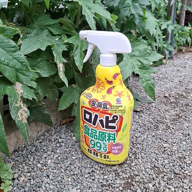 midoriさんの実例写真