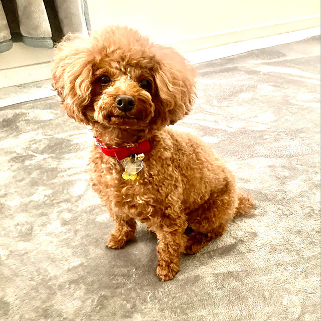 MOMOMAMAさんの実例写真