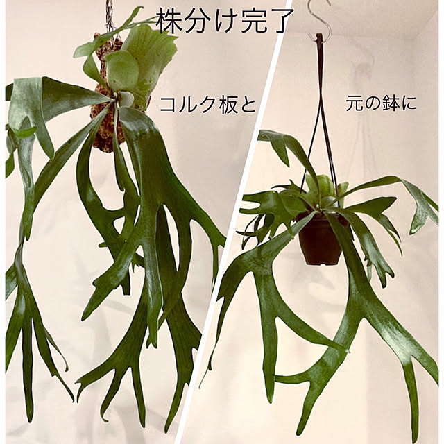 haraさんの実例写真