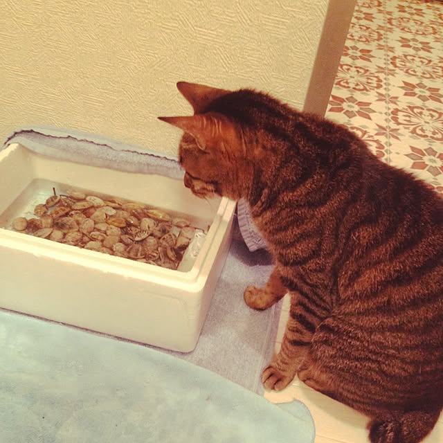 shigimiさんの実例写真