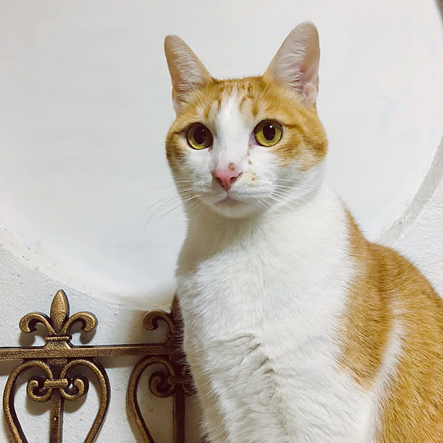 Oreoさんの実例写真