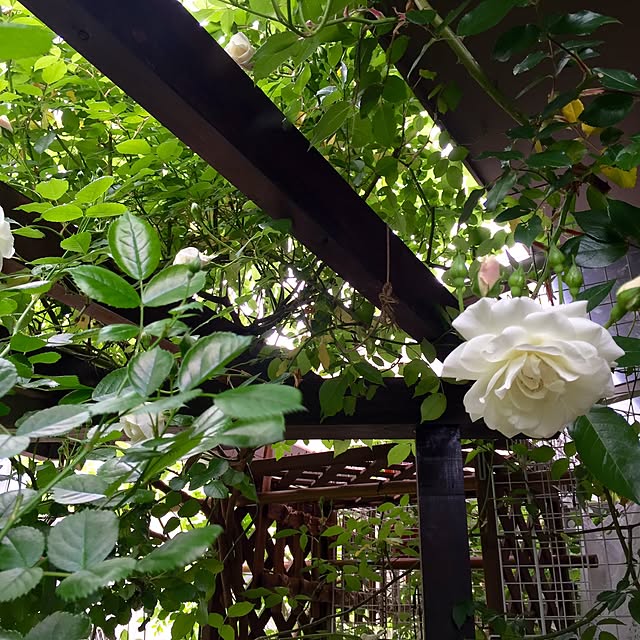 butachanさんの実例写真