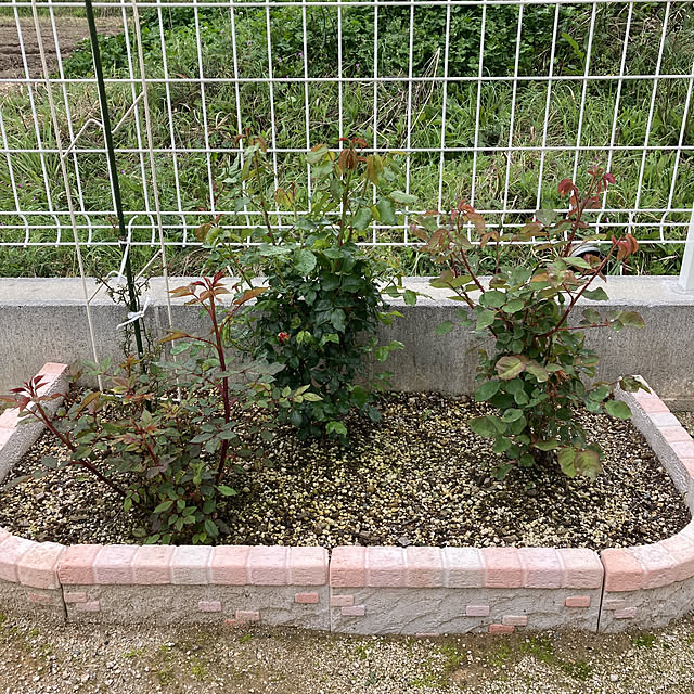 Sweetpeaさんの実例写真