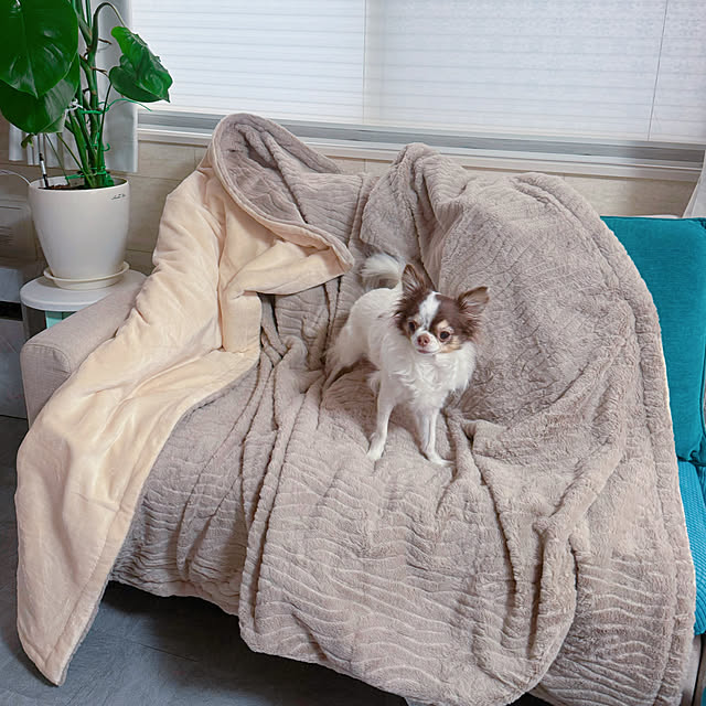 makoさんの実例写真