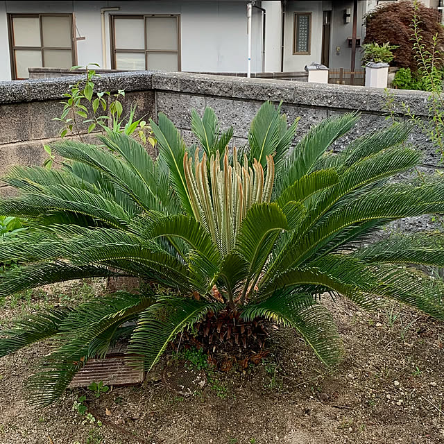 Shinamonさんの実例写真