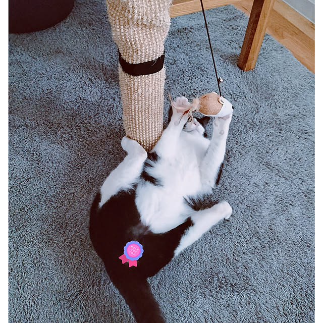hihaさんの実例写真