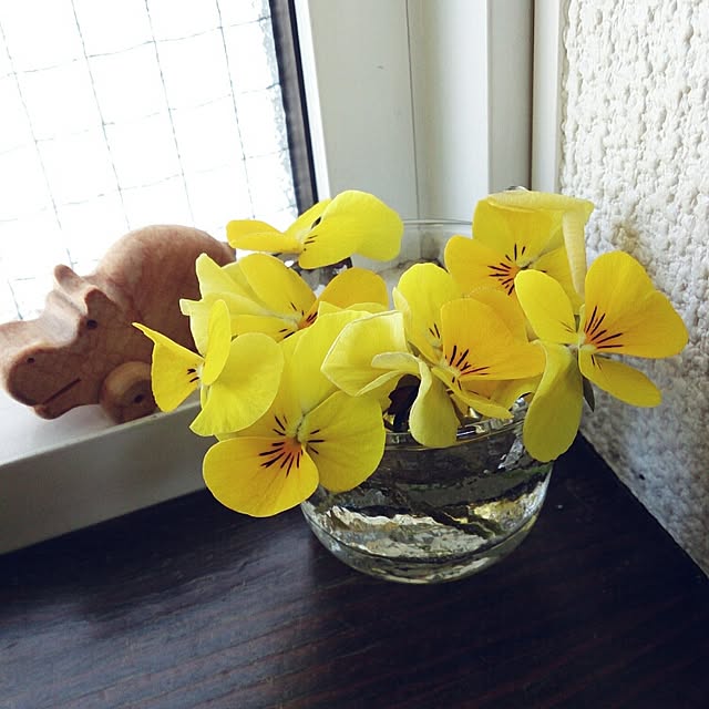 キッチン/植物のインテリア実例 - 2015-03-30 12:28:02