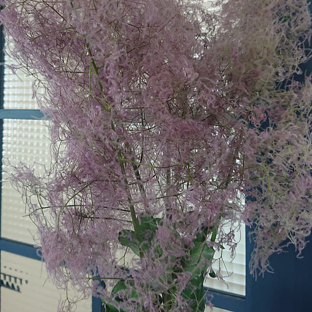 Riiiさんの実例写真