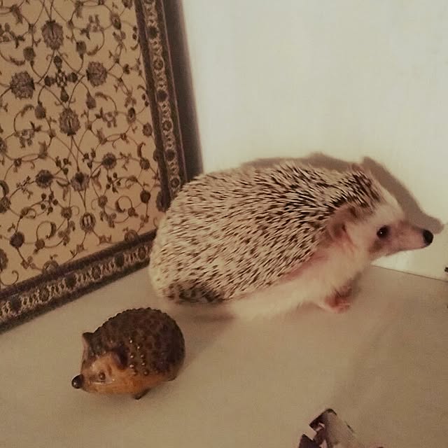 kuruさんの実例写真