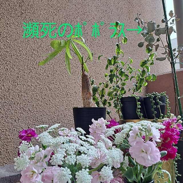 noaさんの実例写真