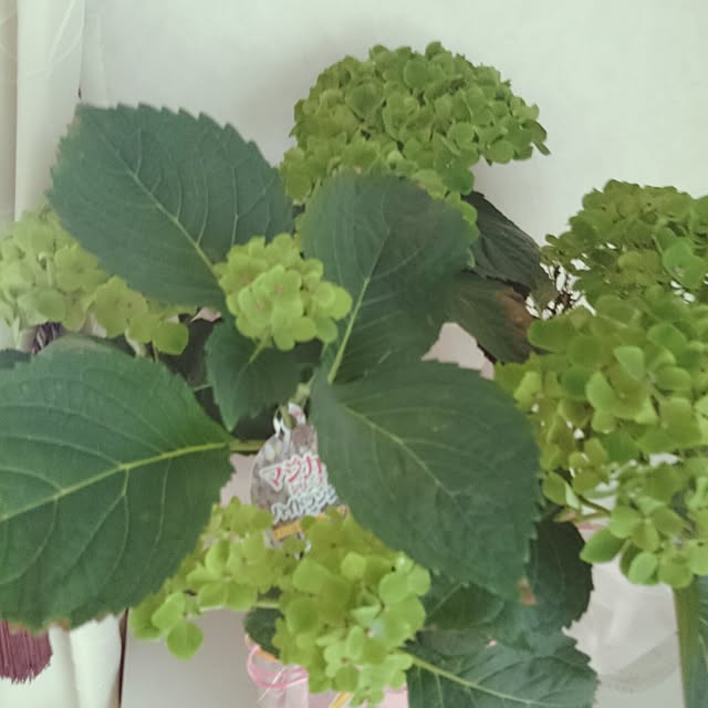 verydogsmama.0930さんの実例写真