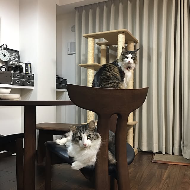 regulusさんの実例写真