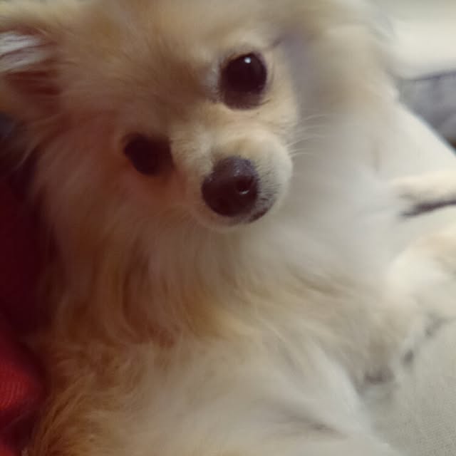 nicoco.さんの実例写真