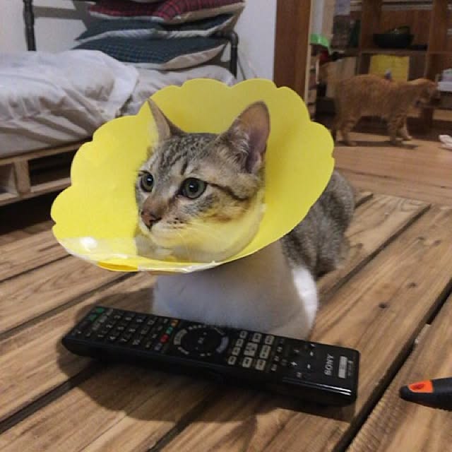 sumisumiさんの実例写真