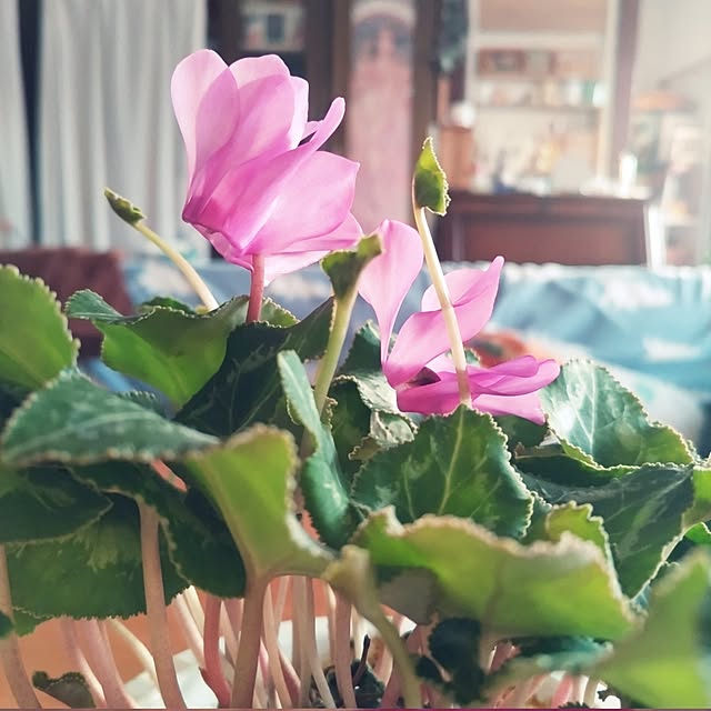 mi-saさんの実例写真