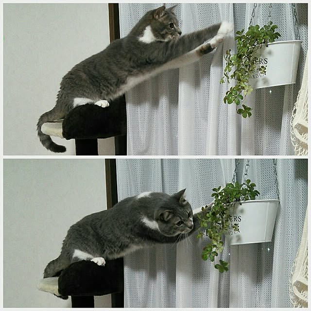 lovepandaさんの実例写真