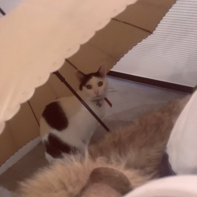 hachi8さんの実例写真