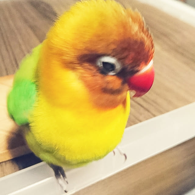 s.p.sunaoさんの実例写真