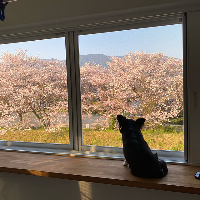 kazumi_yさんの実例写真