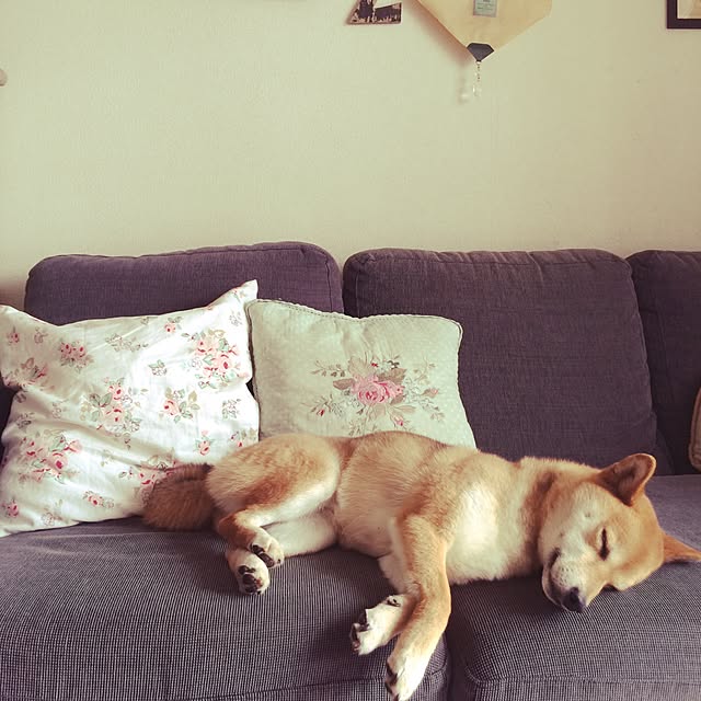ベッド周り/柴犬/愛犬のインテリア実例 - 2015-04-21 15:20:47