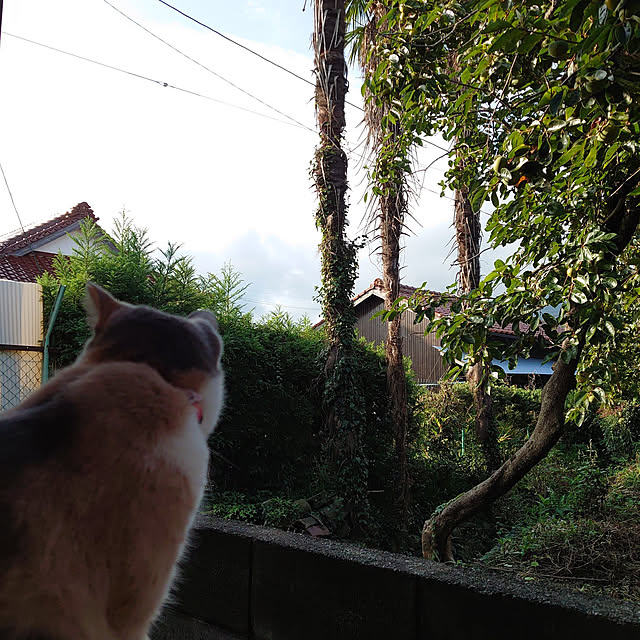 fukuさんの実例写真