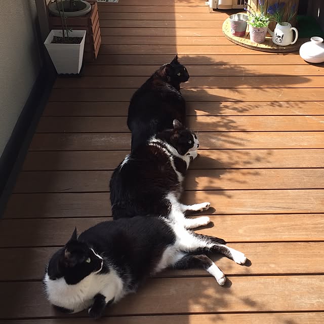 chirotanさんの実例写真