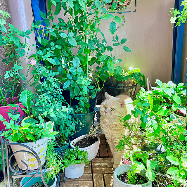 naokoさんの部屋
