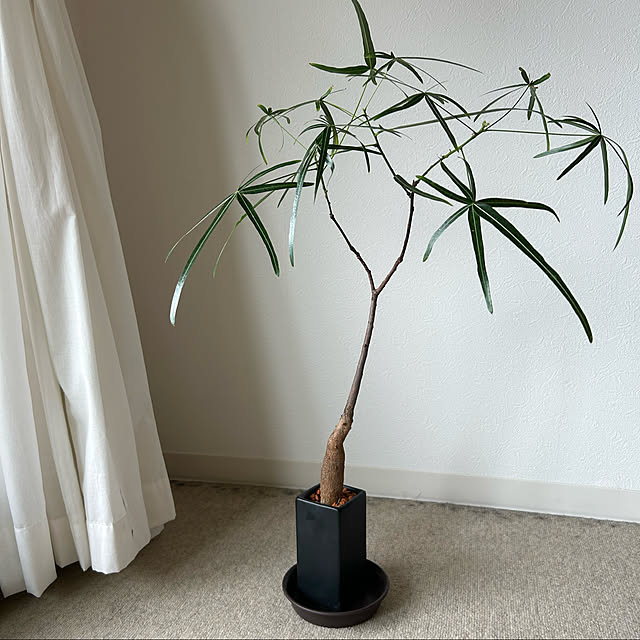 paakoさんの実例写真
