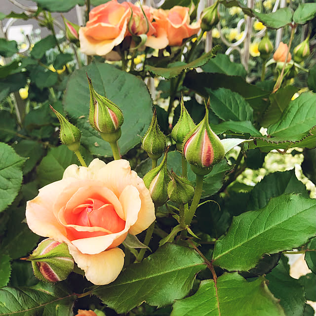 tomoさんの部屋
