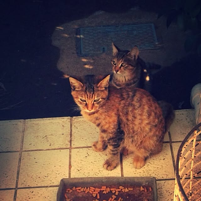 minaさんの実例写真