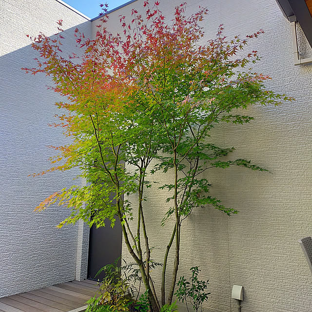 mihomoguさんの実例写真