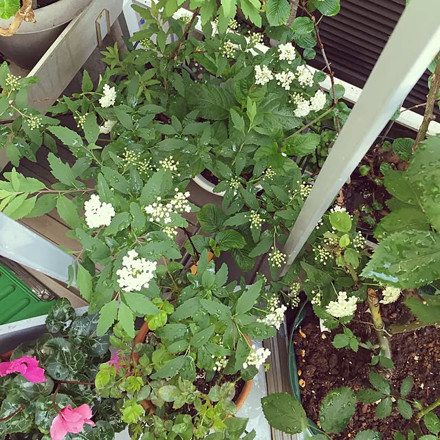 greenroseさんの実例写真