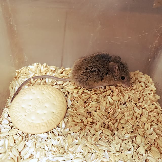 pepeさんの実例写真