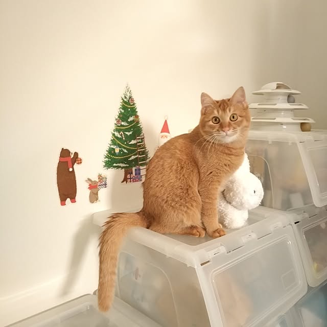 mayutan.さんの部屋