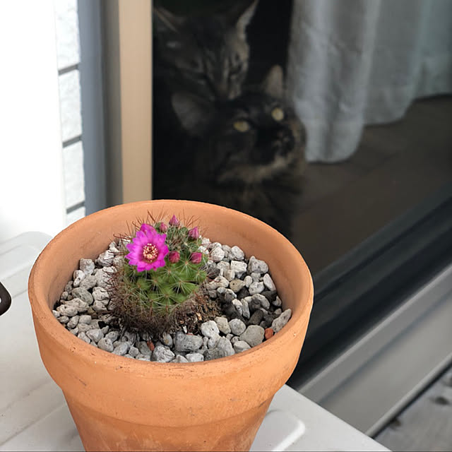 mikomaruさんの実例写真