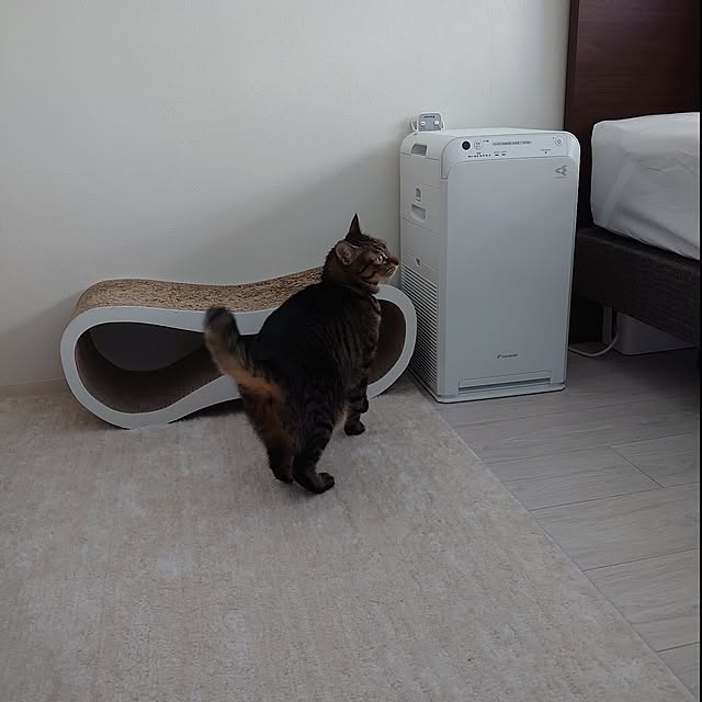 1K/賃貸/ひとり暮らし/ねこ/猫と暮らす部屋...などのインテリア実例 - 2023-12-18 16:34:42
