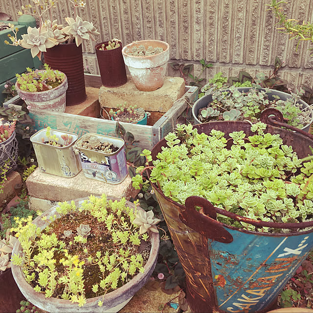 多肉植物/玄関/入り口のインテリア実例 - 2020-03-01 15:50:44