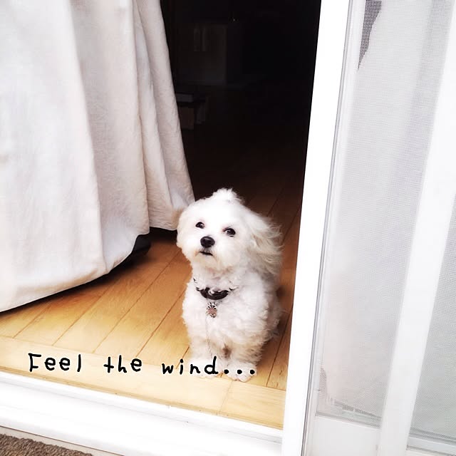 popiさんの実例写真